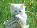 weiße Katze Babyfoto